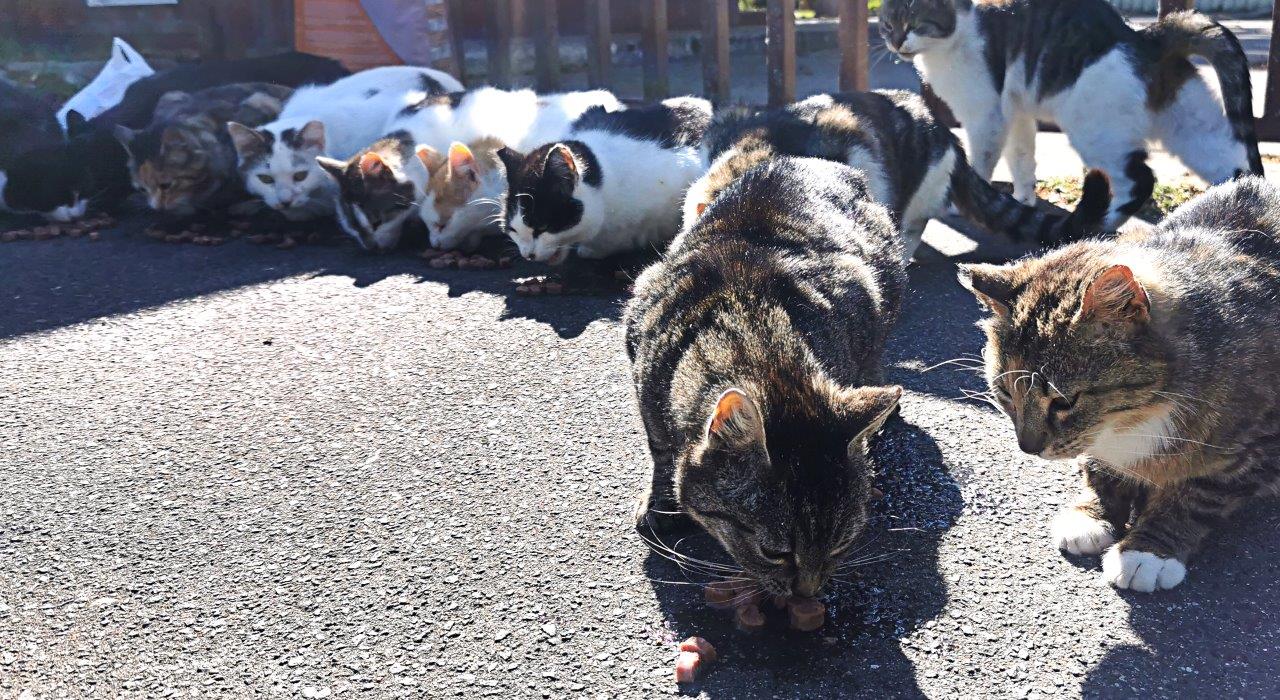 Karmienie grupy kotów wolno żyjących w Brzózkach podczas lockdownu